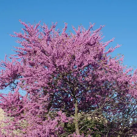 ベッド・アンド・ブレックファスト Art カルカソンヌ